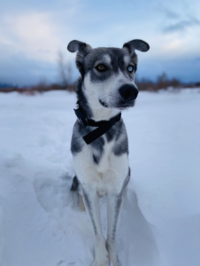 Image of Dog Care Training Collar