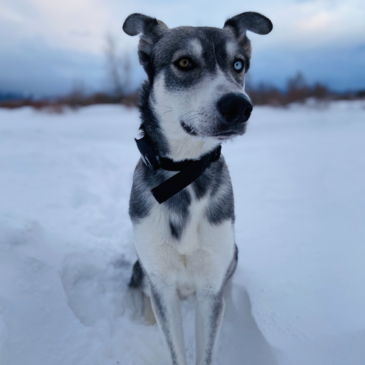 Dog Care Training Collar: Best Dog Training E-Collar