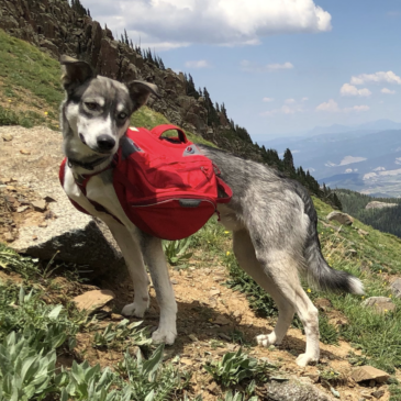 Tips for Hiking or Backpacking with Your Dog