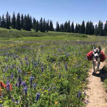 Tips to Finding Dog Friendly Trails